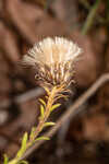 Georgia aster